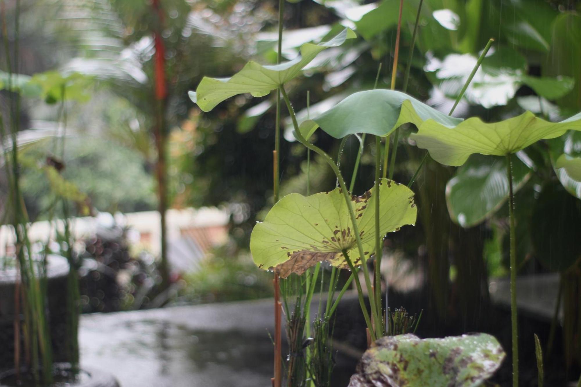 Hanaka Riverside Ubud エクステリア 写真