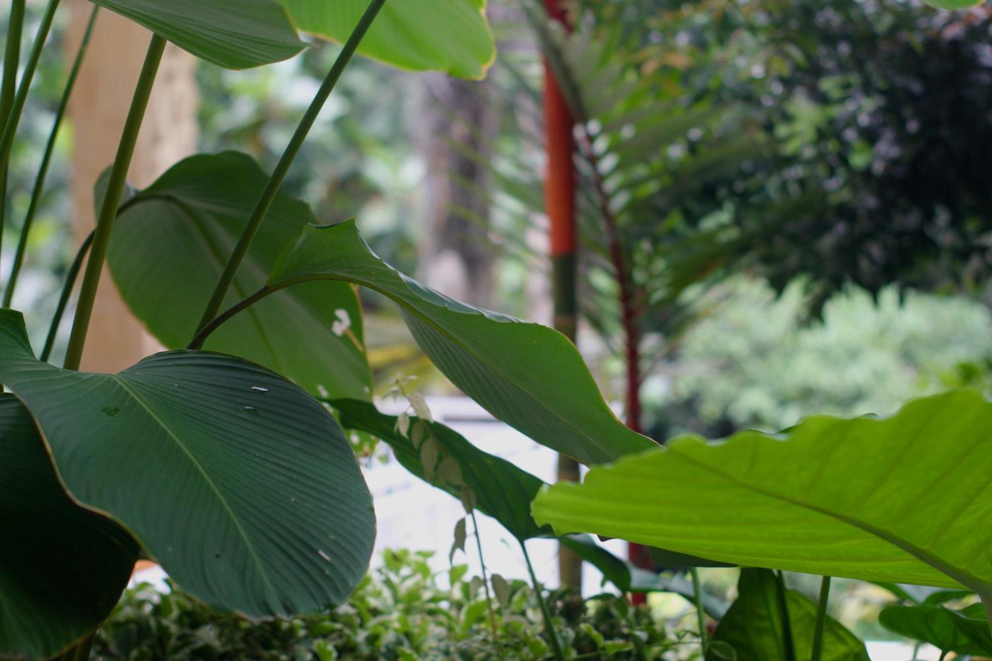 Hanaka Riverside Ubud エクステリア 写真